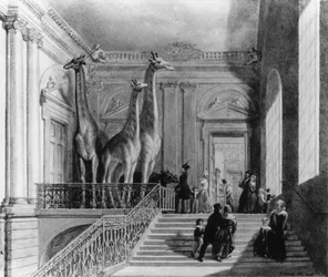 Giraffen auf der Treppe im British Museum, 1845 (Feder und Tinte und Aquarell auf Papier)